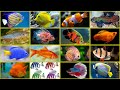 Fascinating world of aquarium fish  types of aquarium fish  most beautiful aquarium fish