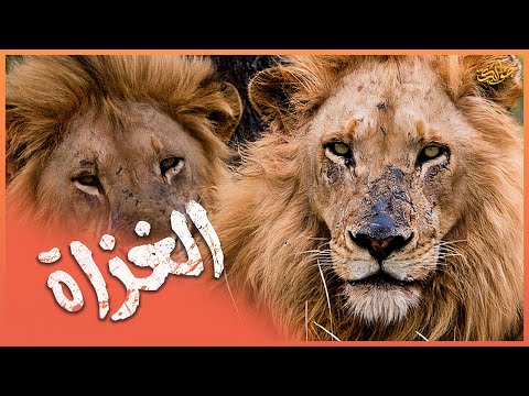 الزمرة التي جعلت من الرعب أمرا بديهيا ملوك أفريقيا أسود الماجينجلانز