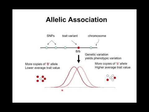 10. Genome Wide Association Study