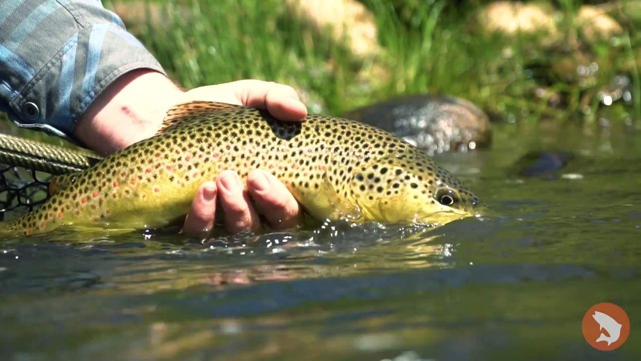 Trouts Fly Fishing Granby Ranch Dry Fly Schools YouTube