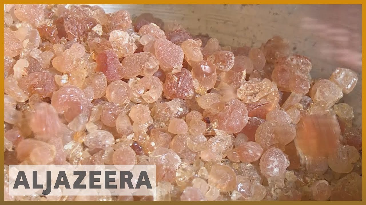 يشعر مزارعو الصمغ العربي في السودان بالقلق إزاء تغير المناخ