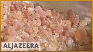 Sudan's gum arabic farmers worry about climate change