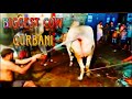 Biggest Cow Qurbani In Suritola Dhaka