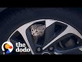 Kitten Stuck In A Car Runs Up To Woman And Asks To Be Rescued | The Dodo Foster Diaries