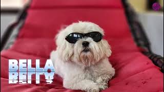 Bella's Paw Swimming Party! 🐶💦 Splashing Into Holiday Adventures