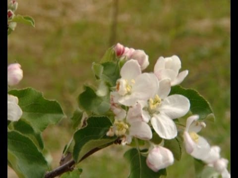 ჩვენი ფერმა - სანერგე მეურნეობა