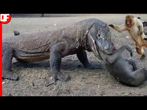 Vídeo: Os dragões de Komodo podem comer humanos?