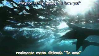 [HD]  Louis Armstrong - What A Wonderful World - Sub Español  English