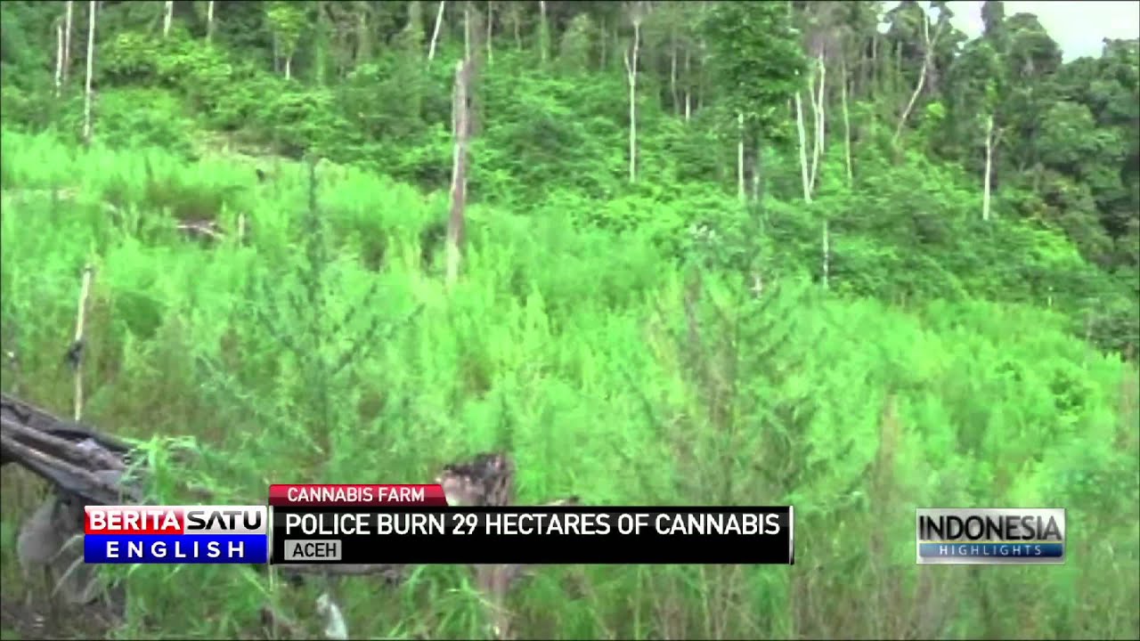 Police Set Fire to 29 Hectares of Ready to Harvest Cannabis