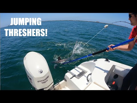 Fishing For JUMPING THRESHER SHARKS!