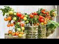 Growing Tomatoes with many fruits and quickly harvest | SUN Garden