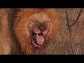 Pt 1 Safari Live&#39;s Sunrise Safari Drive at 6:00 AM on Aug 25, 2017 ( Lions )