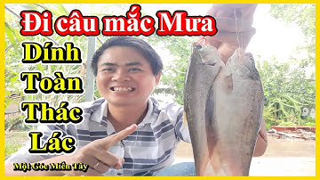 Đi câu cá rô gặp trời mưa - Dính toàn  cá Thác lác - River Fishing-Một Góc Miền Tây vlogs