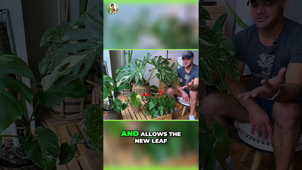 Monstera New Leaves: Fan Trick to Prevent Brown Spots