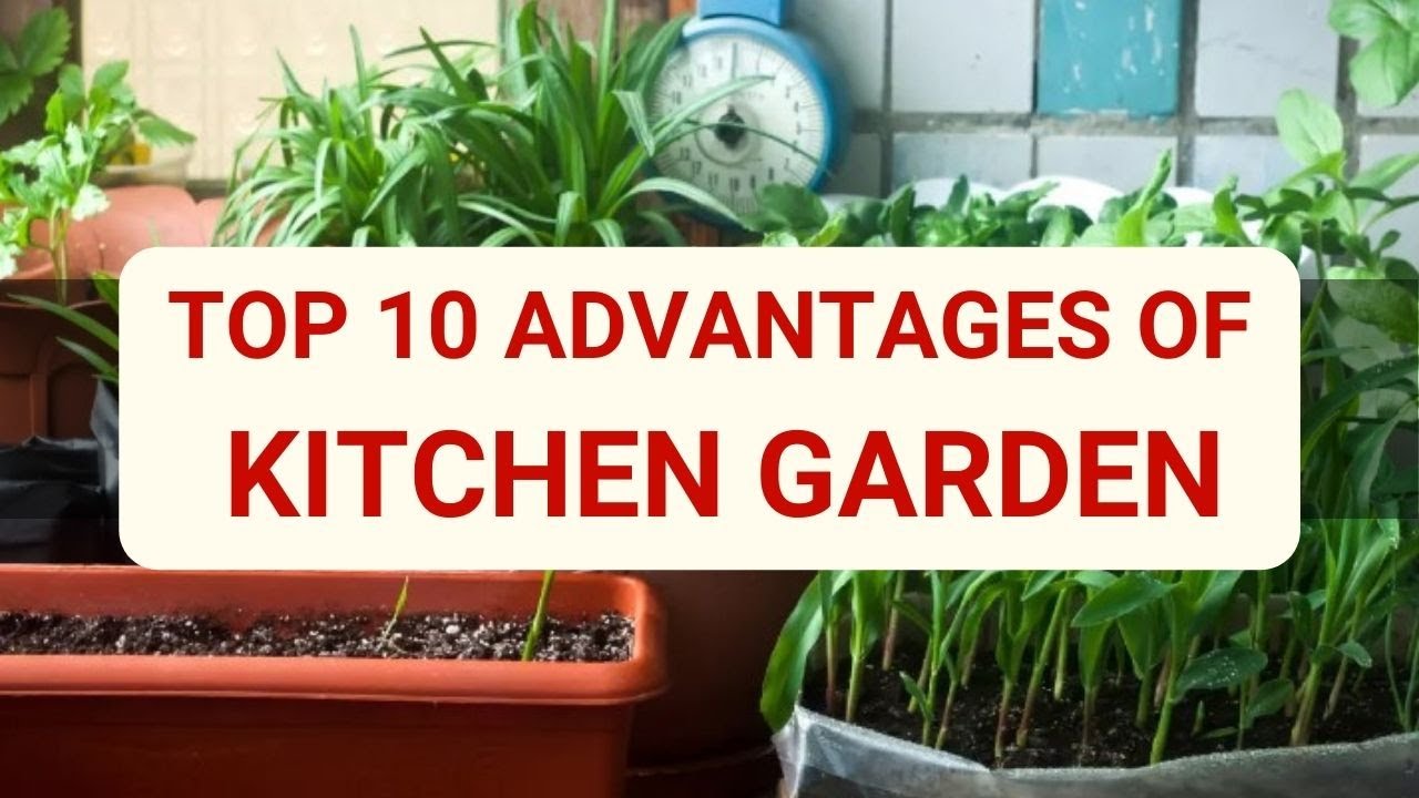 importance of kitchen garden essay