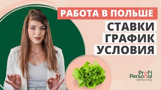 РАБОТА В ПОЛЬШЕ НА ПРОИЗВОДСТВЕ МИКС САЛАТОВ. Условия работы. График работы. Зарплата. Жилье.