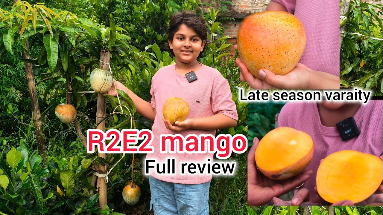 R2E2 Mango full review/Mango farming/Afsana Nursery/Ph -7601949430 ...
