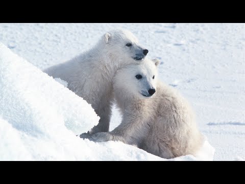 Video: Pet Scoop: številke polarnega medveda padejo v ključni regiji, lojalnega psa oprijemajo na reševalno vozilo