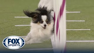 Lark the Papillon wins 8' title at 2022 Masters Agility Championship | Westminster Kennel Club