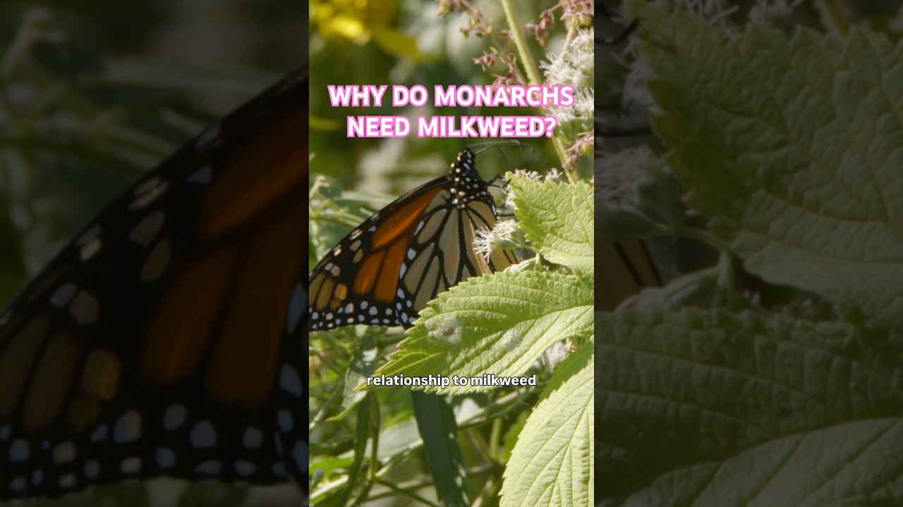 Monarchs need milkweed, but why?