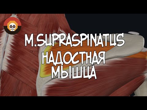 Надостная  мышца (m.supraspinatus) 3D Анатомия