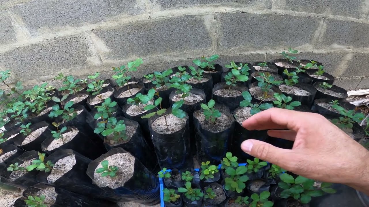 Plantei o novo ouro português as ALFARROBAS