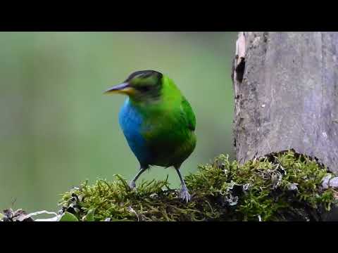 Green Honeycreeper with an incredibly rare male-female split down the middle