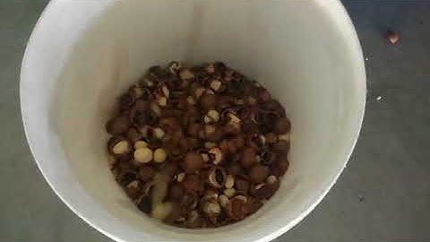 Split macadamia nuts first sorting /whatsapp 86 152 1560 5300 / anna@bestsorter.com