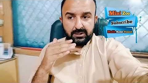 Java Vs Zebra Finch | Mini Zoo