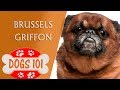 Dogs 101 - BRUSSELS GRIFFON - Top Dog Facts About the BRUSSELS GRIFFON