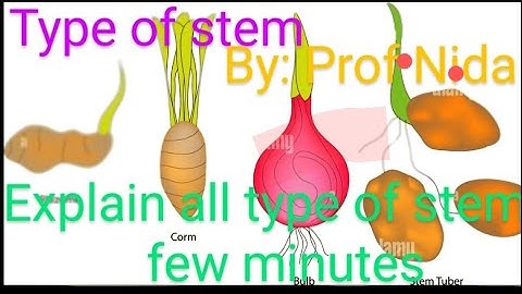 morphological characters of stem|type of stem|Botany|systematics anatomy and development|Bsc Bs|302