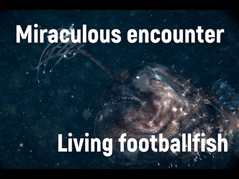 Underwater video of living Pacific footballfish（Himantolophus sagamius）