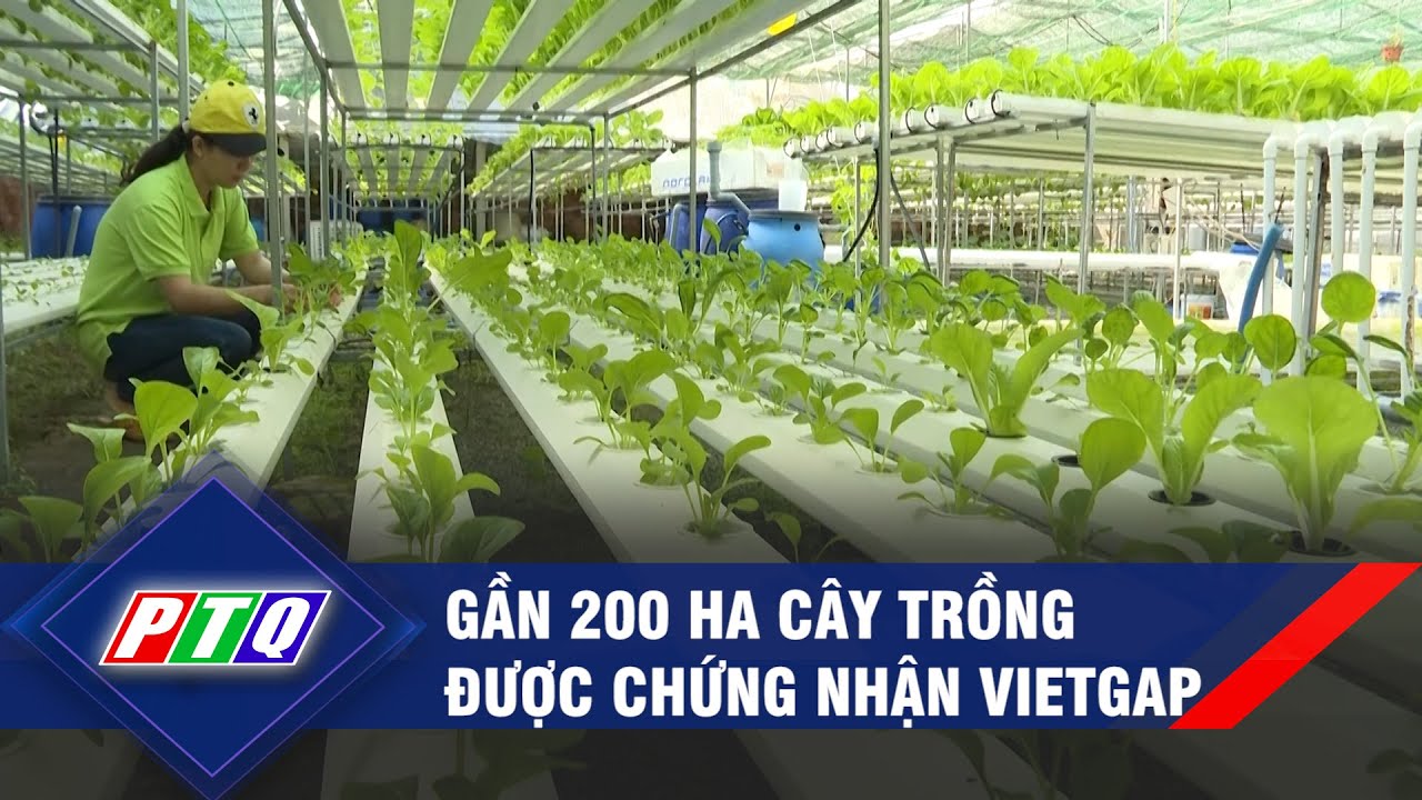 G n 200 Ha C y Tr ng c Ch ng Nh n Vietgap PTQ YouTube g-n-200-ha-c-y-tr-ng-c-ch-ng-nh-n-vietgap-ptq-youtube