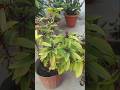 “Shama Tulsi &amp; Italian Tulsi – Full Care Guide 🌿 | Growth, Soil, Watering, Fertilizers” #shorts