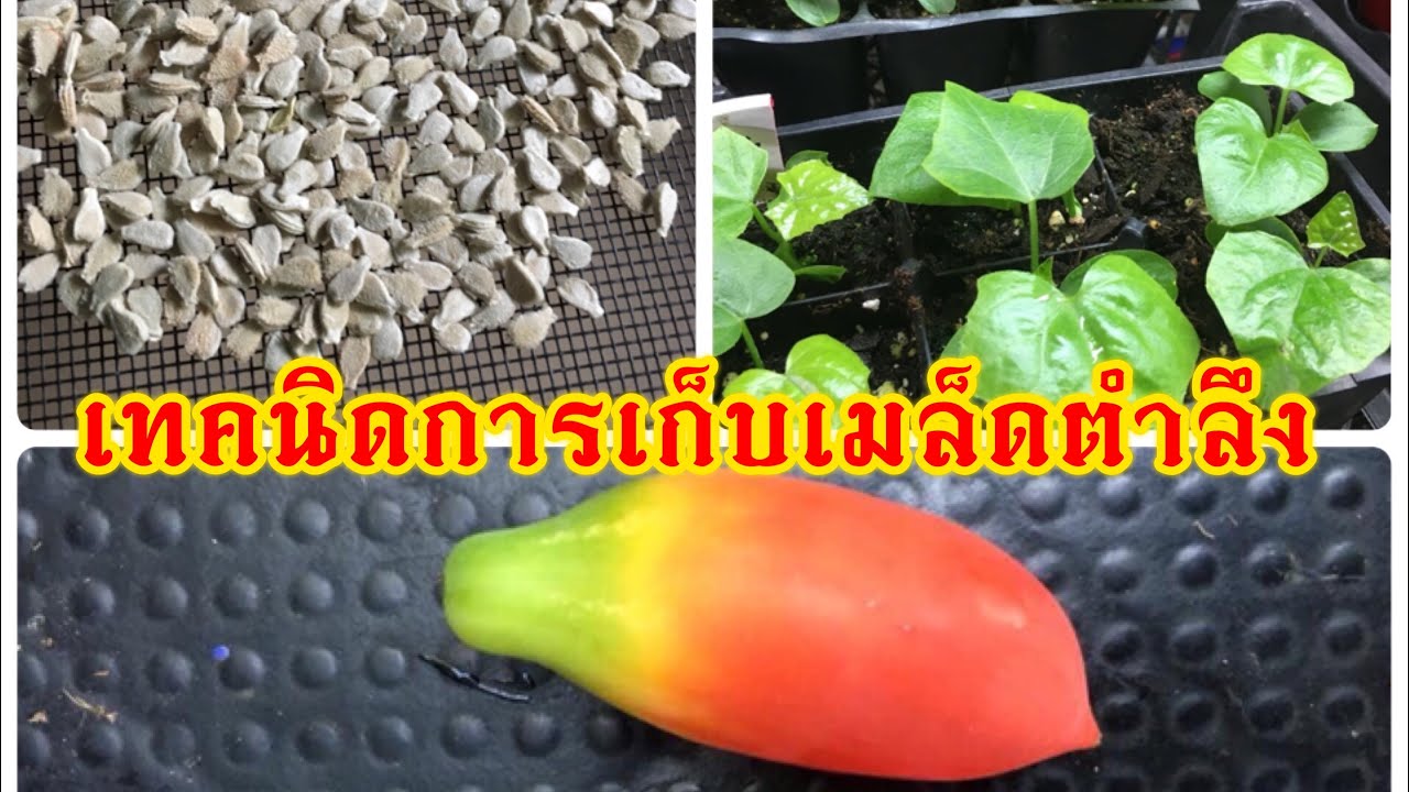 การเก็บเมล็ดพันธ์ุตำลึง How to collect Ivy gourd seeds. - YouTube