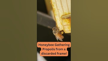 Honeybee recycling propolis