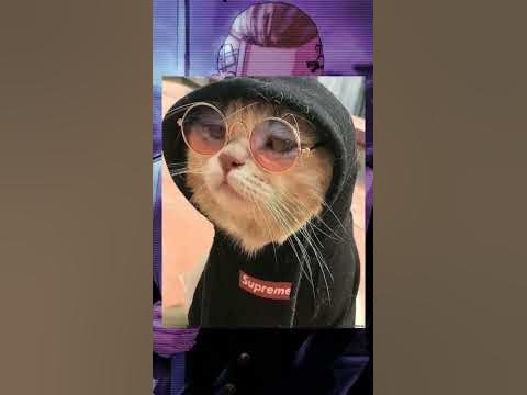 авы котик - YouTube