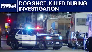 Dog shot during Sun Valley investigation