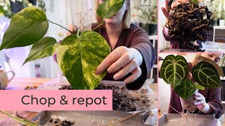 Chop & repot | Anthurium, monstera & calathea care