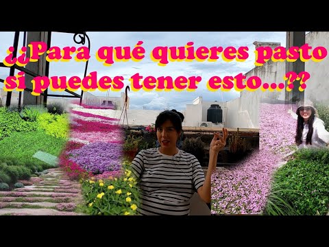 Video: Cultivo de la cubierta vegetal de Wedelia: ¿Cuáles son los usos de las plantas de Wedelia en el jardín?