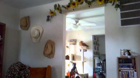 This is what cat nip does to fat cats