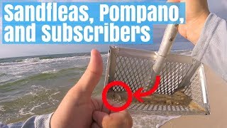 Fishing with Sand Fleas for Pompano - Surf Fishing Gulf Shores
