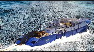 Unbelievable How Fishermen Hundreds of Tons of Anchovies Are Caught Using Big Net On The Boat