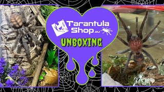 3 New Tarantulas from TarantulaShop.eu