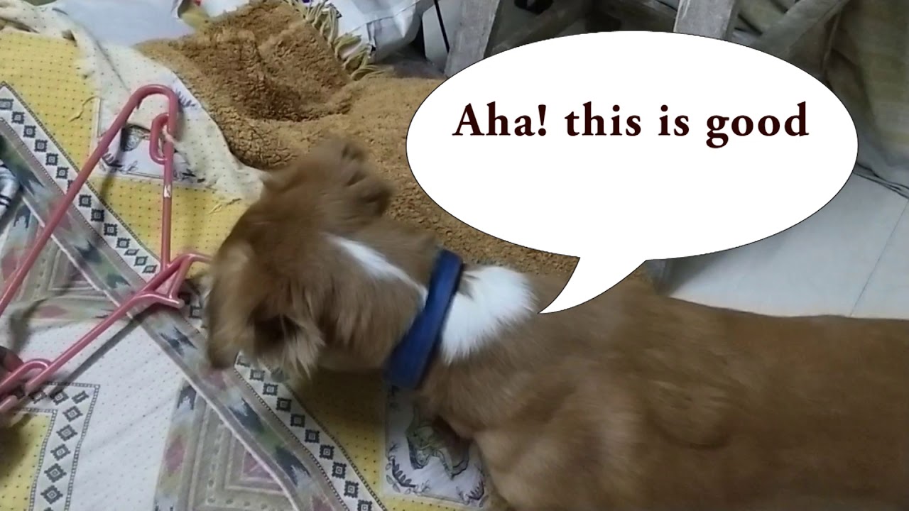 Cesar Millan House Training Puppy