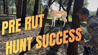 Pre rut Fallow Deer Hunt SUCCESS! Perfect Eating Deer | Best Shot Placement