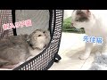 先住猫と新入り子猫の初対面！３匹の反応が意外なことに・・(1日目)【スコティッシュフォールド】-First encounter with a new cat(First day)