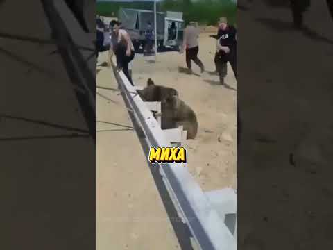 Работяги СПАСЛИ МЕДВЕДЯ И... 😂 #озвучка #юмор #прикол #реакция #авто