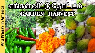 எங்கள் வீட்டுதோட்டம் | HARVESTING VEGETABLE GARDEN| USA tamil vlogs | BROCCOLI LUNCH RECIPE IN TAMIL