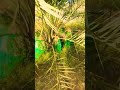 #viralvideo #trending #dates saudi